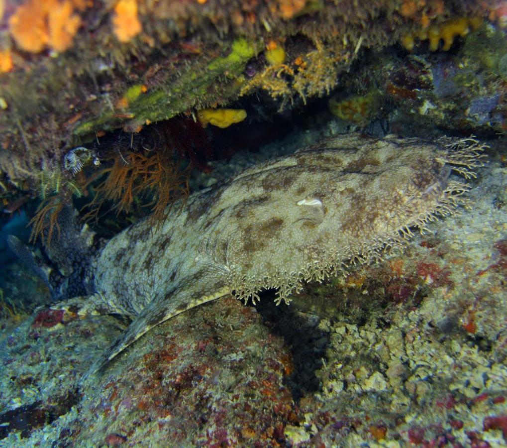 Tabari Dive Lodge Pulau Mansuar Extérieur photo