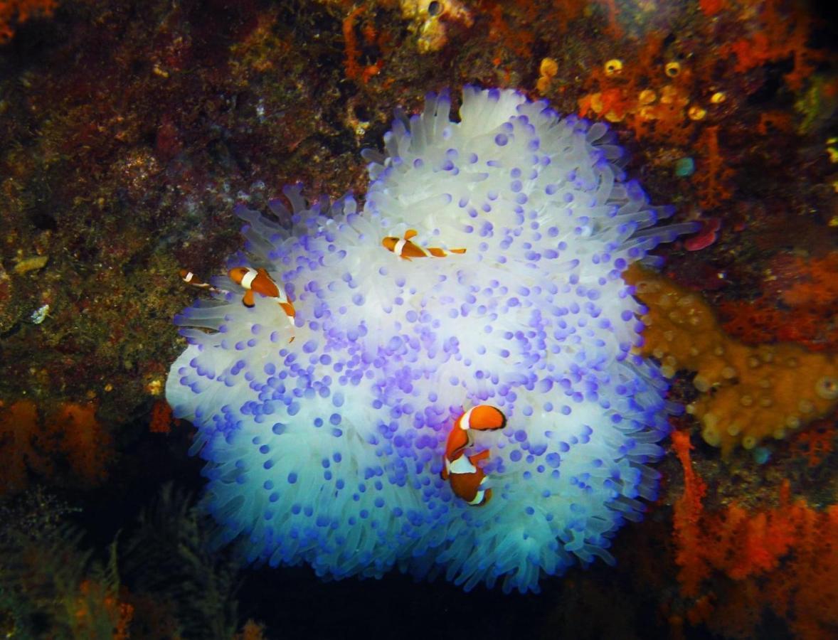 Tabari Dive Lodge Pulau Mansuar Extérieur photo