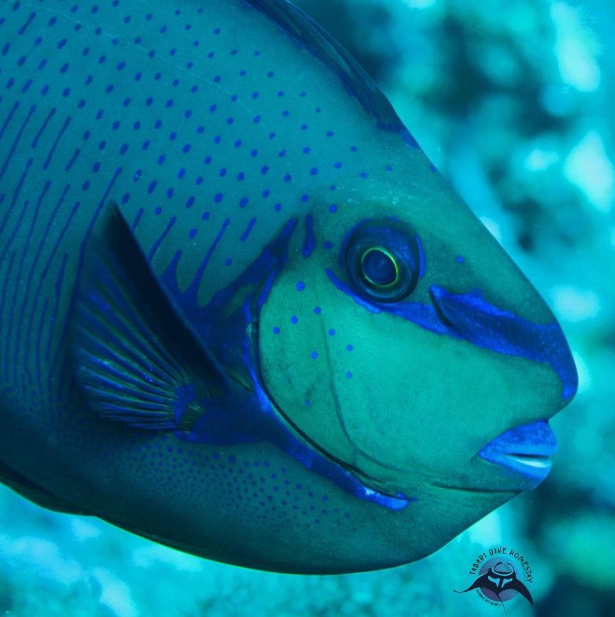 Tabari Dive Lodge Pulau Mansuar Extérieur photo